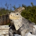 iguana_cuban_jar_v_2098_cub5212.jpg